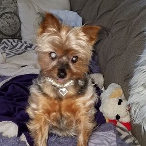 Meet your Posher, Diane